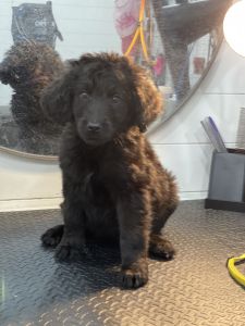 Beautiful family raised goldendoodles