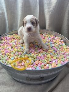 Catawba Valley Doodles