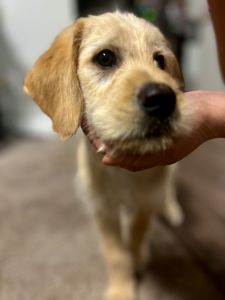 12 week female goldendoodle