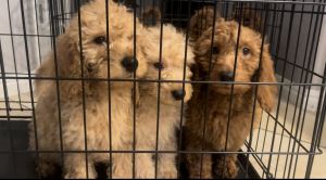 Mini Golden Doodles