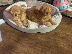 Mini Goldendoodles