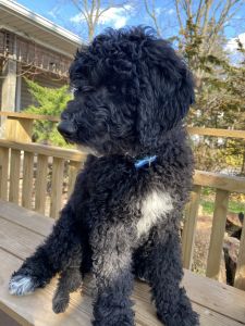 F1b golden doodle puppies