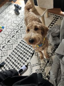 11 month old goldendoodle
