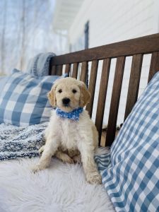 F1b Goldendoodle