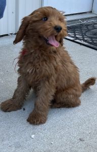 F2 Irish English Goldendoodle Puppy