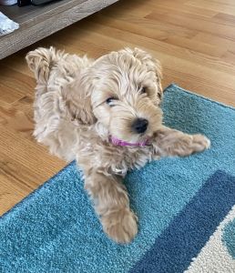 Ruby needs a new home!