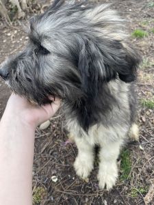 Looking for forever home