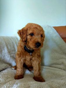 F2B Medium Male Goldendoodle!