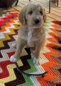 Sweet and healthy golden doodles