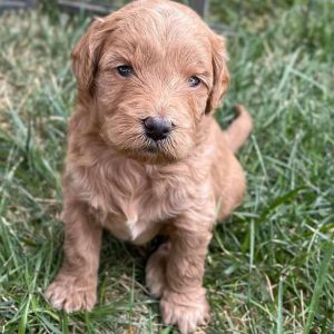 Golden Doodles Puppies