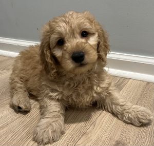 Mini Goldendoodle Puppies!