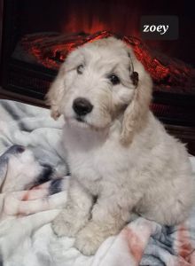 golden doodles for sale