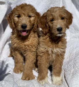Mini Goldendoodle