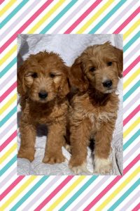 Mini Goldendoodle