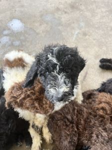 Golden doodle puppies