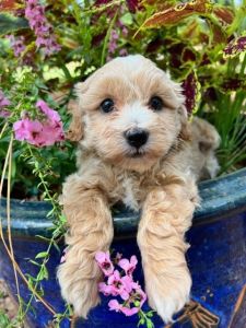 Miniature Goldendoodle Puppies