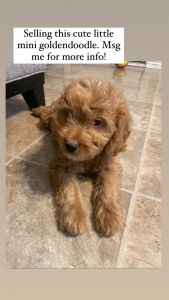 Mini goldendoodle