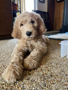 Multi gen Goldendoodle puppy