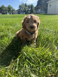 Petite golden doodles, 20#, F1B