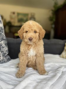 Trained Goldendoodle