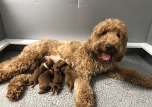 Mini Goldendoodle pups ***