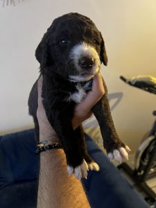 Golden-Duddles for sale