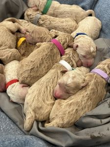 Goldendoodles