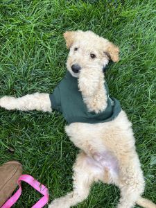 Goldendoodle