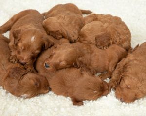 Goldendoodle Puppies