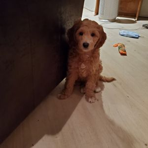 Mini Goldendoodle males