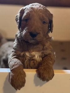 F1 Goldendoodles