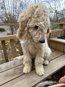 Goldendoodle male