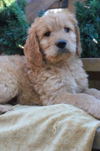 Golden doodle *Biscuit*