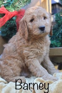 F1B Golden Doodle puppy *Barney*