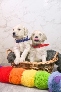 Goldendoodle Puppies