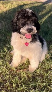 6 month old parti mix golden doodle