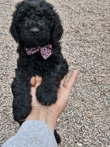 goldendoodle puppies