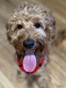 TRAINED Medium Goldendoodle