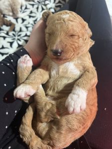 F1BB Goldendoodle