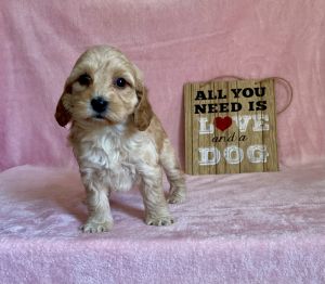 Helen the mini goldendoodle