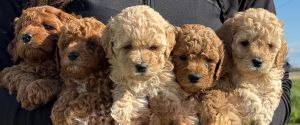 Idaho Mini Doodles - Goldendoodle Puppies Ready for Homes!