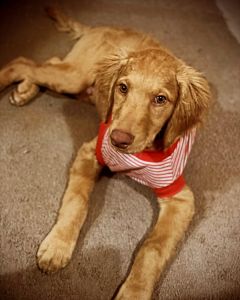 NJ GOLDENDOODLE BREEDER