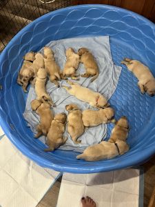 Golden doodle puppies