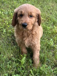 8 week Male Goldendoodle