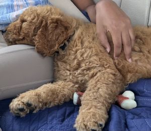10 week old male F1B golden doodle