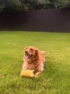 2+ years old Goldendoodle ready for a new home