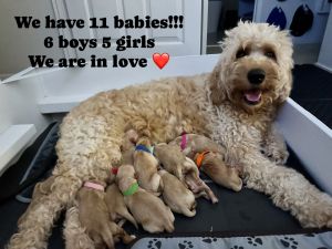 Penny and Lemmys F1B Groodles