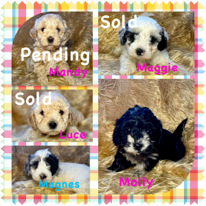 Goldendoodle Puppies for sale in Lapeer, MI 48446, USA. price: $1,000