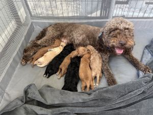 Petite Goldendoodles