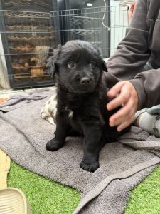 golden retriever cross puppies